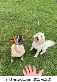 Human Playing Game With Dogs Tossing Food Into Air, Canine Enrichment Scatter Feeding 