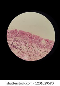 Human Pseudostratified Ciliated Columnar Epithelium By Light Microscope