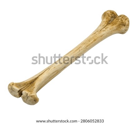 Human radius long bone anatomical specimen isolated on white background