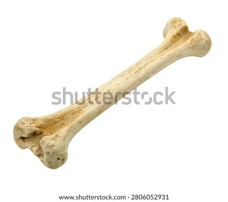 Human radius long bone anatomical model isolated on white background