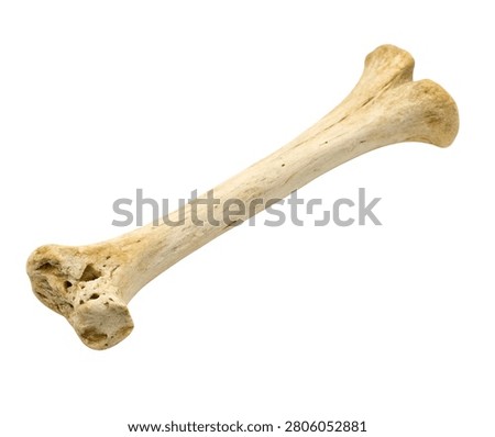 Human radius long bone realistic anatomy isolated on white background