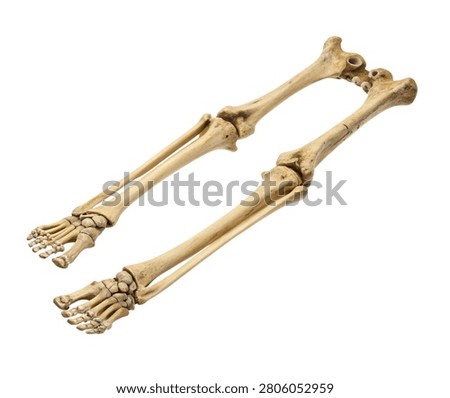Human radius and ulna forearm bones anatomy isolated on white background
