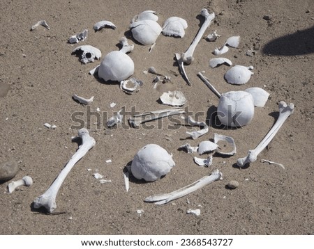 Human Remains at the Cementerio de Chauchilla, Nazca, Peru Stock photo © 