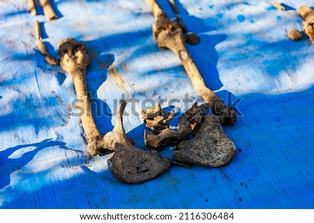 Human remains on blue burlap. Archaeological excavations of forensic bones for examination. Background with copy space for text or inscription