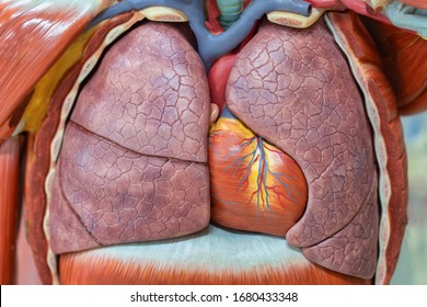 Human Respiratory System Model Is Show Lungs And Heart. Human Physical Model For Education Of Anatomy.