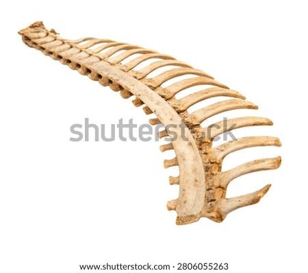 Human rib cage side section anatomical model isolated on white background
