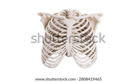 Human rib cage skeleton model with sternum and clavicle bones