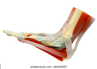 Human Right Foot Muscles Anatomy Model Isolated On White, Clipping Path. 