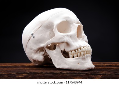 human scull