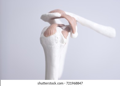 Human Shoulder Joint  Medical Teaching Model Showing Bones Ligaments, Tendons And Cartilage.