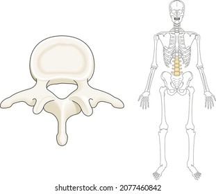 Human Skeletal System, Spinal Cord Cross-section. Spinal Cord Drawing, Cross Section.