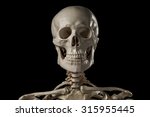 Human Skeleton