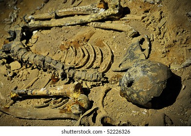 human skeleton - Shutterstock ID 52226326
