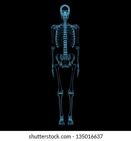 Xray Skeleton Stock Images, Royalty-Free Images & Vectors | Shutterstock