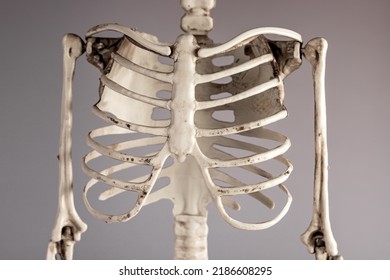 Human skeleton chest bones. Rib cage, spine. Skeletal system anatomy, body structure, medical education concept. High quality photo - Shutterstock ID 2186608295