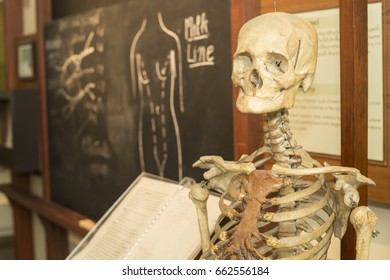 Human Skeleton Class Anatomy Class