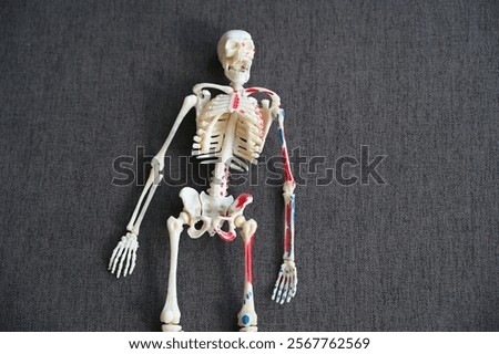 Human skeleton colourful model on dark background.