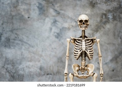 Human Skeleton in the dark background and copy space bare plaster or loft style.