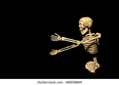 Human Skeleton Isolated On Black Background Stock Photo 480958849 ...