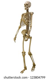 Human Skeleton Isolated On White Background Stock Photo 123804799 ...