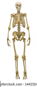 human skeleton isolated white background