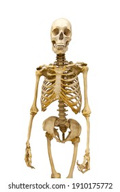 Human Skeleton Isolated On White Background Stock Photo 1910175772 ...