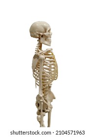 The Human Skeleton Is Isolated On A White Background. Profile View. High Quality Photo