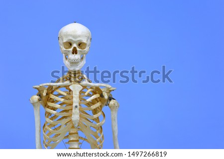 Human skeleton model. Anatomical skeleton model. Skeletal system isolated on blue background.