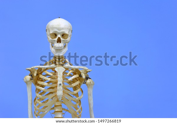 Human skeleton model. Anatomical\
skeleton model. Skeletal system isolated on blue\
background.
