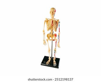 Human Skeleton Model, a detailed educational representation showcasing skeletal structure, highlighting bones and muscles, ideal for anatomy studies and demonstrations in various learning environments - Powered by Shutterstock