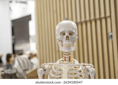 Human skeleton model displayed in an educational environment. The image features a realistic anatomical model, used for teaching and learning about human anatomy and skeletal structure.