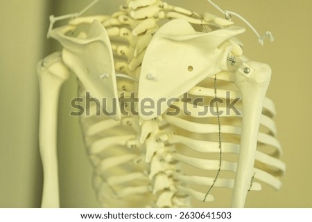 Human Skeleton Model: Shoulder and Ribcage Anatomy