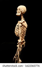 Human Skeleton Anatomical Death Abstract Isloated Stock Photo (Edit Now ...