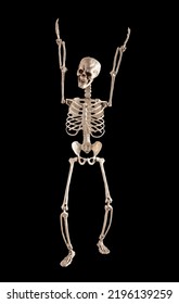 Human Skeleton Raised Arms Halloween Anatomy Stock Photo 2196139259 ...