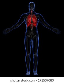 Human skeleton and respiratory system