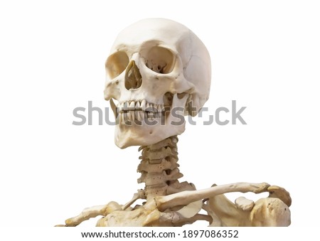 Human skeleton skull neck, spine and shoulders isolated on white background