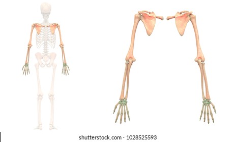 Upper Limb Images, Stock Photos & Vectors | Shutterstock
Upper Extremity Bones Unlabeled