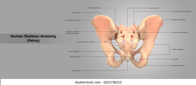 Posterior Stock Images, Royalty-Free Images & Vectors | Shutterstock