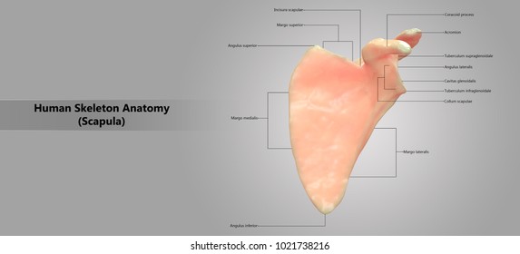 Scapula Images, Stock Photos & Vectors | Shutterstock