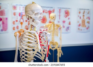 Human skeletons in a classroom with medical diagramsin the background - Powered by Shutterstock