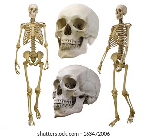 人体骨格hd Stock Images Shutterstock