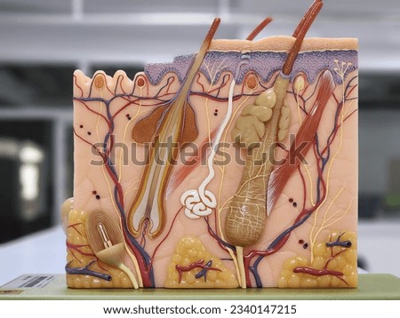 human skin anatomy model for study and medical