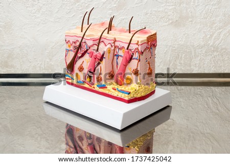 The Human Skin Cross-Section plastic model. Detailed human skin structure with hair on the table in clinic for education. Free space for text.