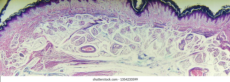 Human Skin With Elastin Van Gieson's Stain Microscope Slide