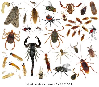 Human Skin Parasites Housing Pests Insects Stock Photo 677774161 ...