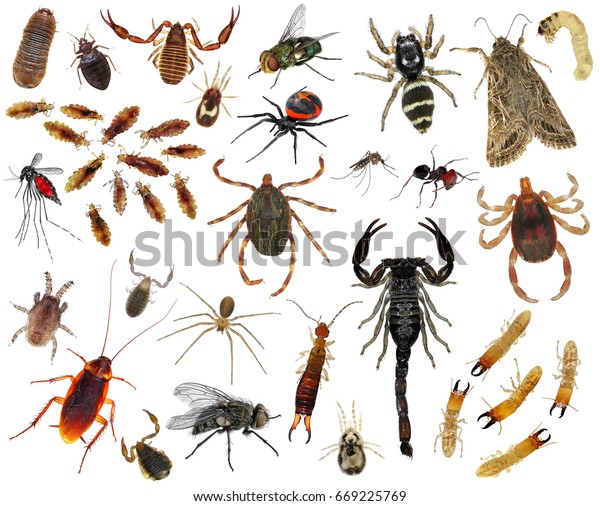 Human Skin Parasites Housing Pests Insects Stock Photo 669225769 ...