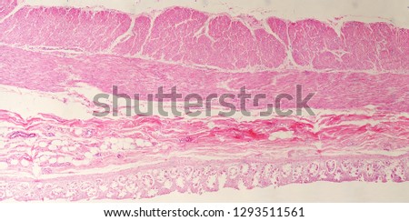 Human skin section under the microscope