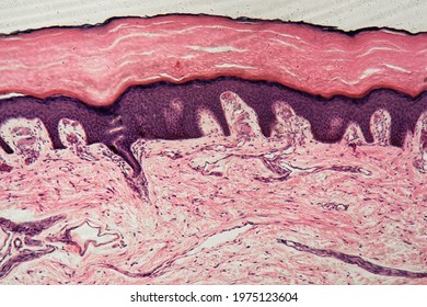 Human Skin With Sweat Glands Under The Microscope