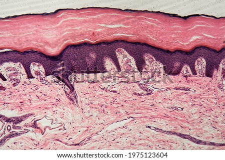 Human skin with sweat glands under the microscope