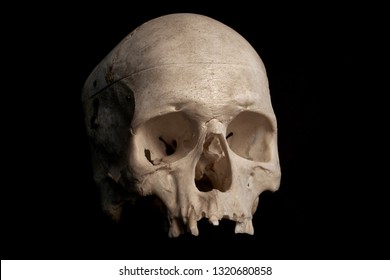 Human Skull Photography Images Stock Photos Vectors Shutterstock